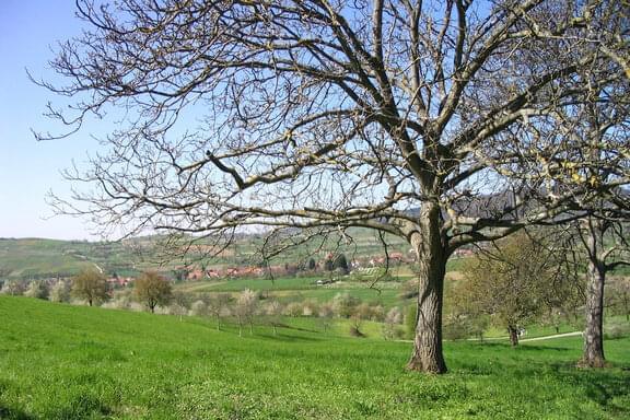 Maison de vacances Badenweiler Zur Alten Dame Beaujardin