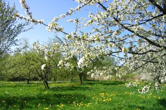 Maison de vacances Badenweiler Zur Alten Dame Beaujardin